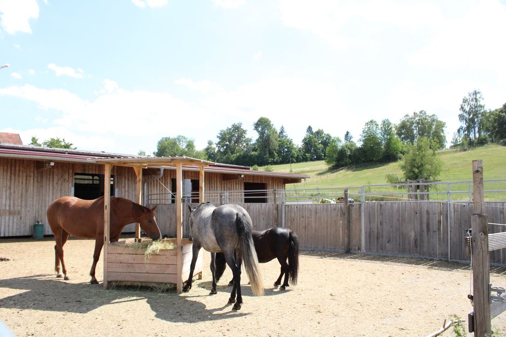 Ponys am Aktivstall Saffelberg