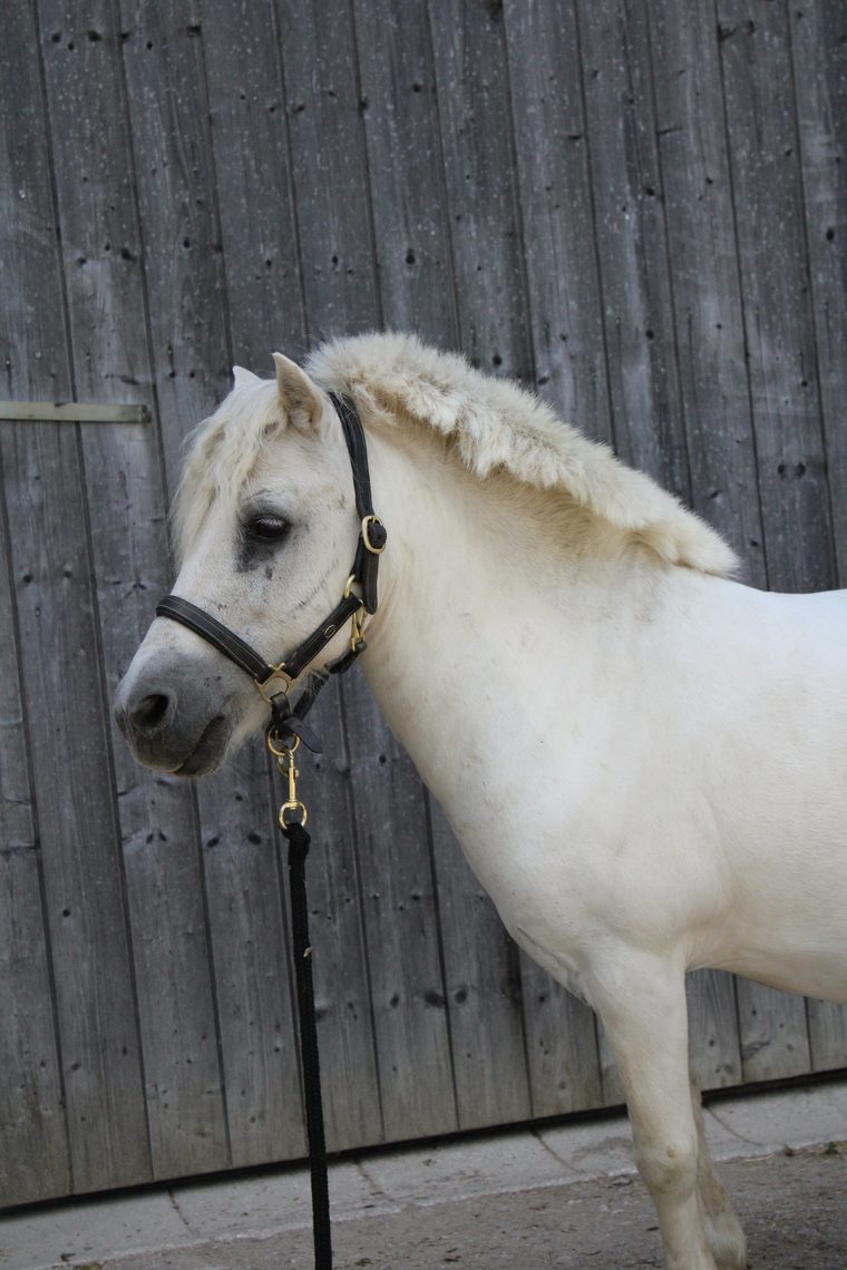 Schulpferd Winnetou