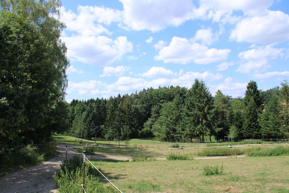 Trail durch Wald und Wiese